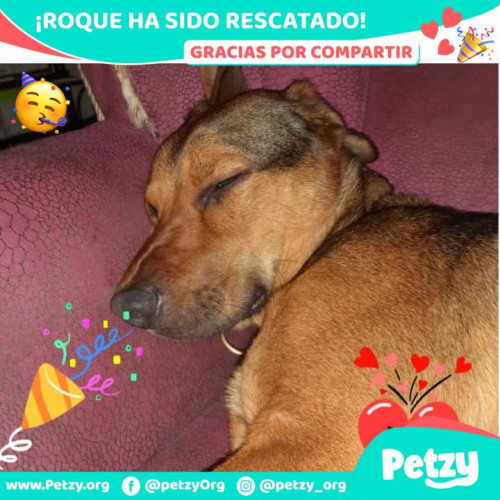 Foto de mascota Roque