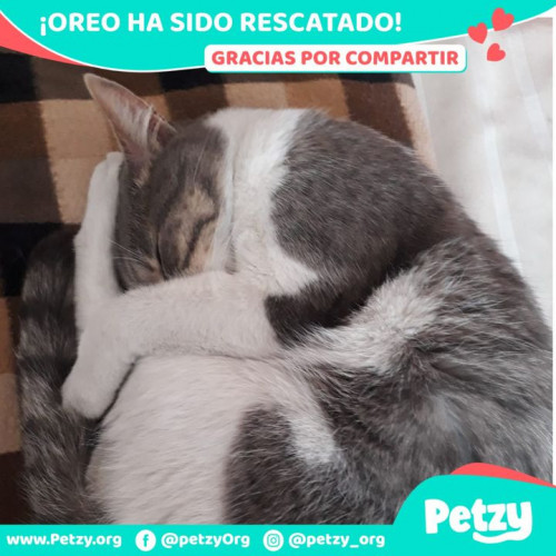 Foto de mascota Oreo