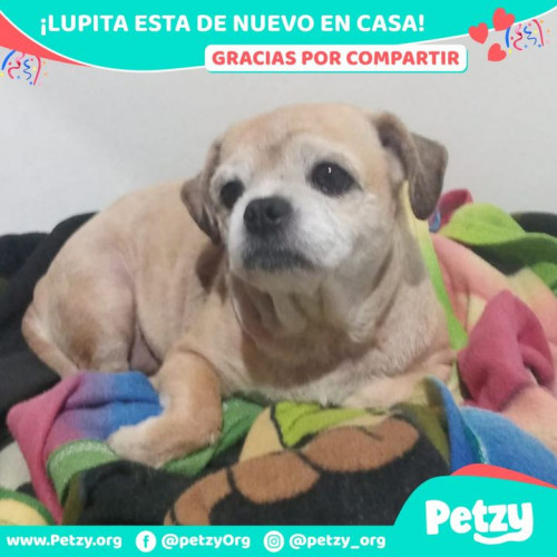 Foto de mascota Lupita