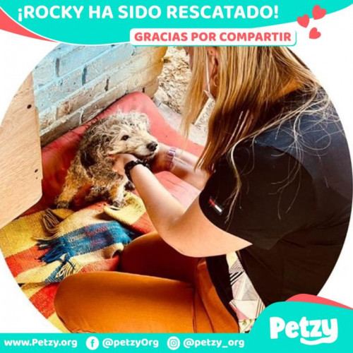 Foto de mascota Rocky
