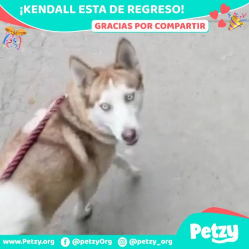 Foto de mascota Kendall