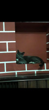 Foto de Tyson en Cali Valle del Cauca #4