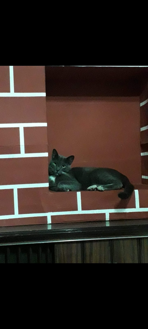 Tyson