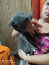Foto de Tyson en Cali Valle del Cauca #1