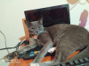 Foto de Tyson en Cali Valle del Cauca #0
