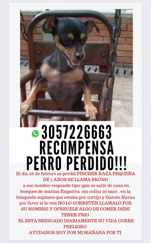 Bruno