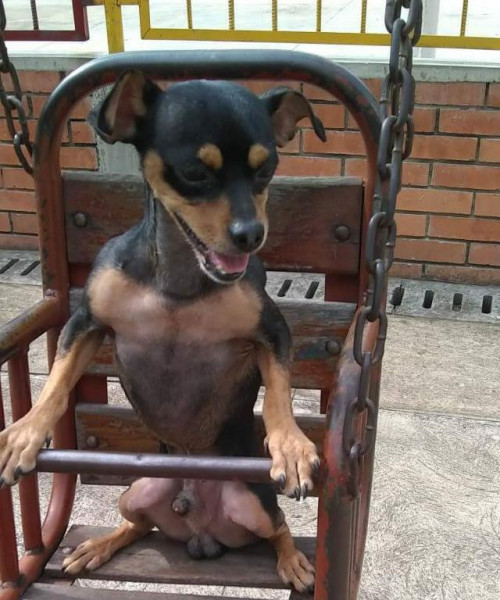 Bruno