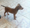 Foto de Chester en Cali Valle del Cauca #7