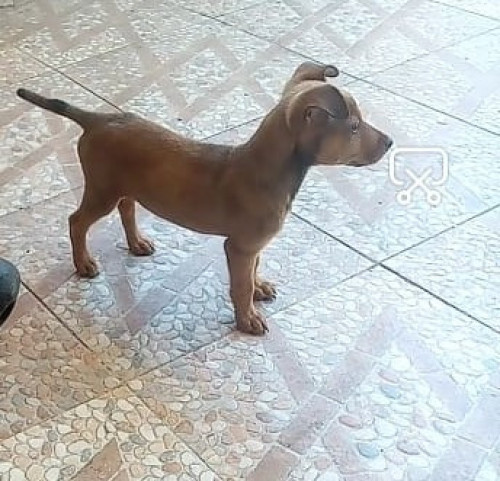 Chester