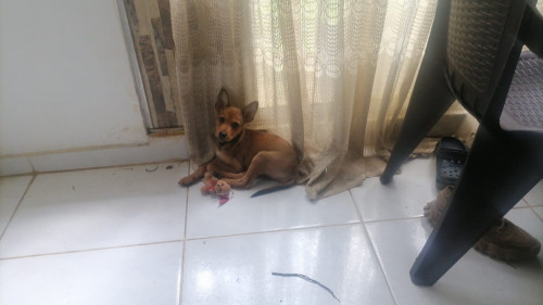 Chester