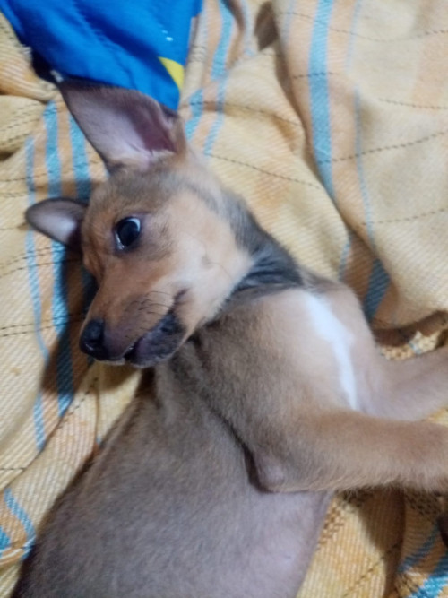Chester