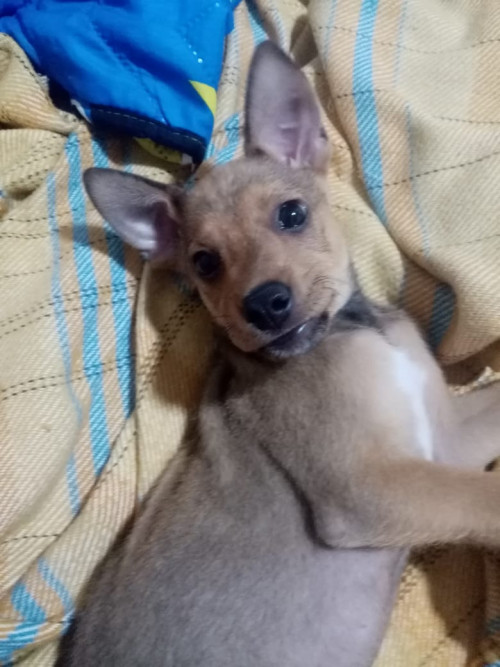 Chester