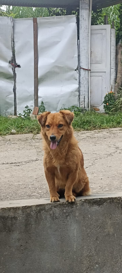 Lucy 