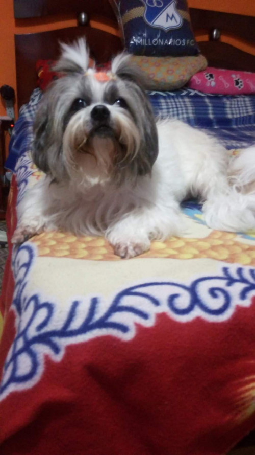 Sacha