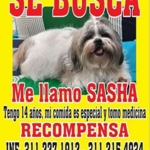 Sacha