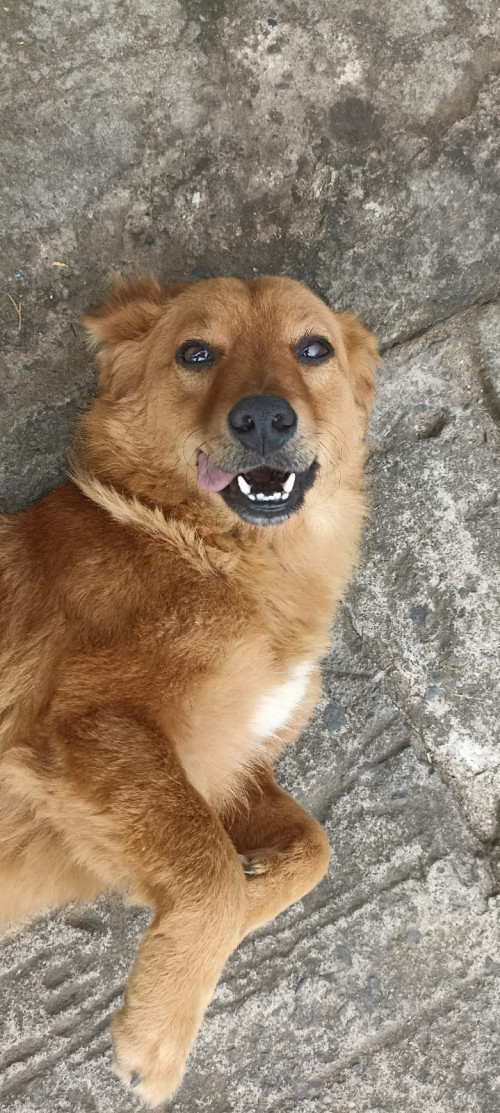 Lucy 