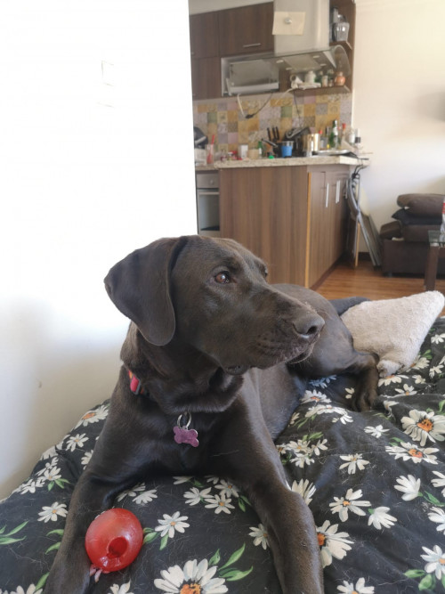 Mora