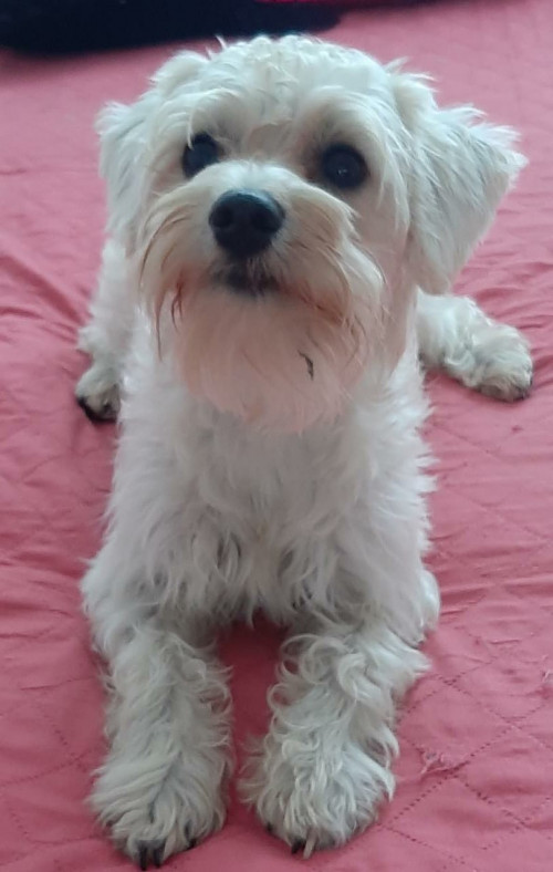 Mailo