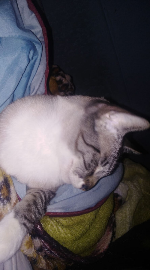 Koko