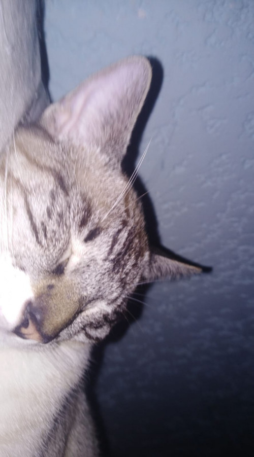 Koko