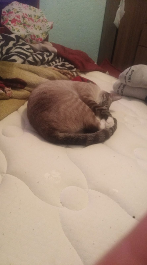 Koko
