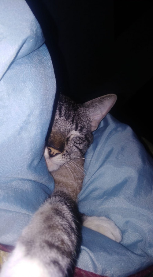 Koko