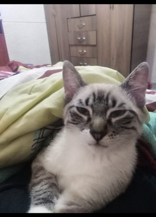 Koko
