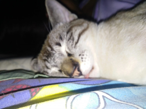 Koko