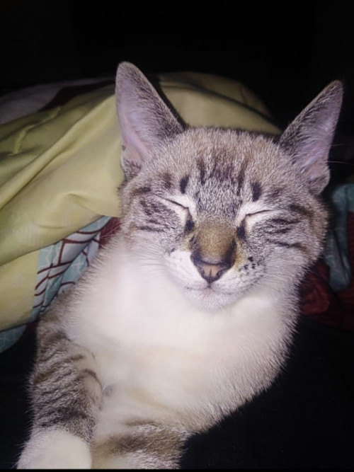 Koko