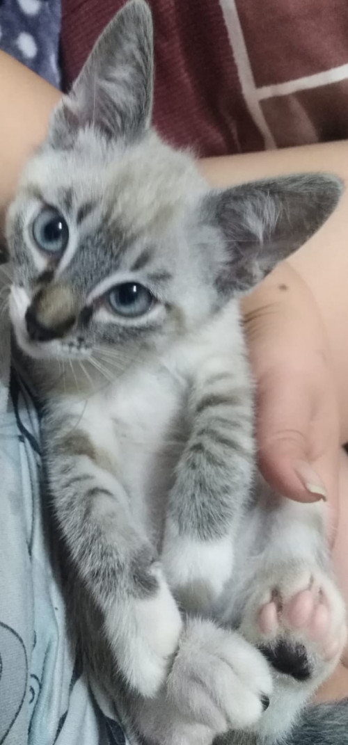 Koko