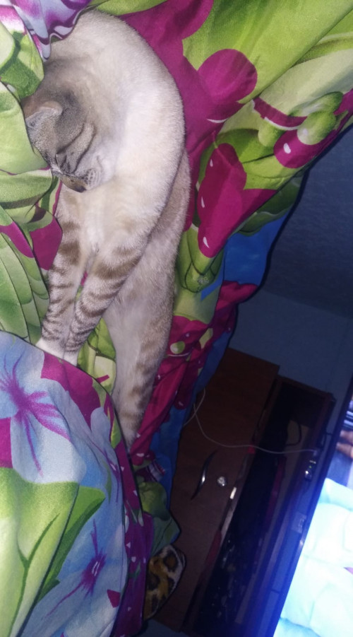 Koko