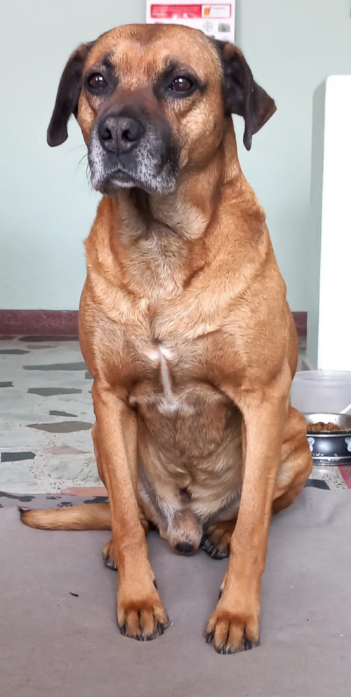 Bruno