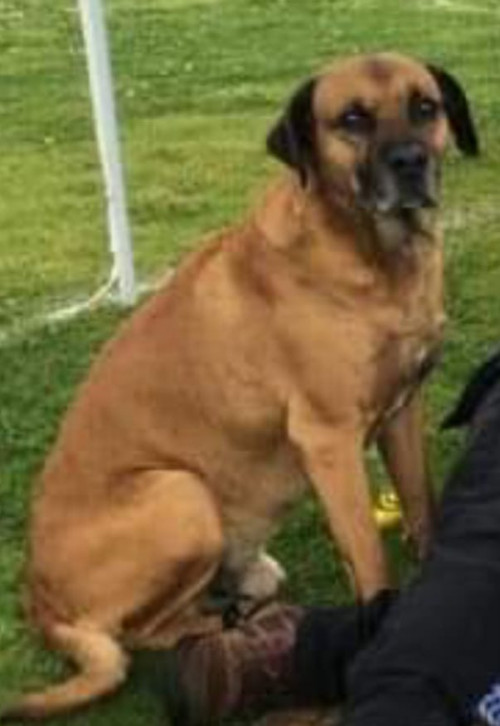 Bruno