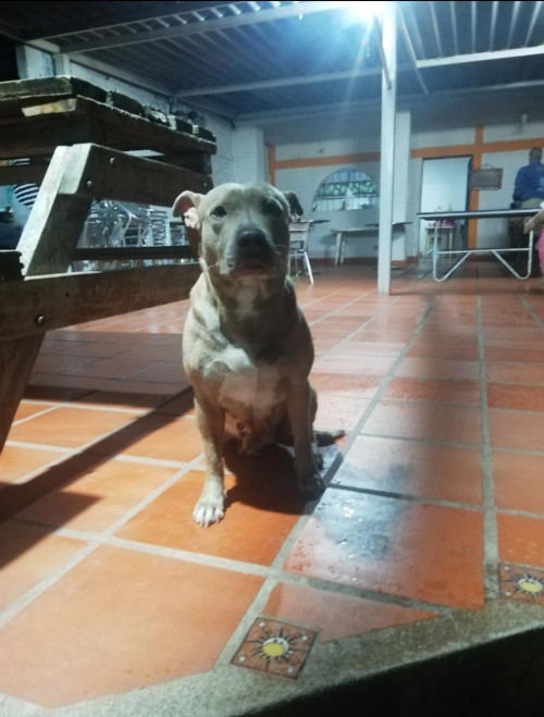 Kiara