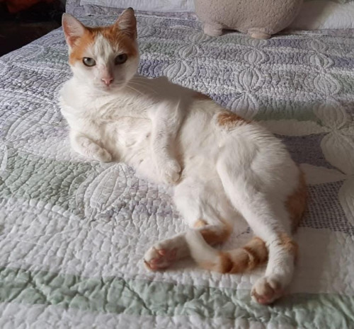 Félix
