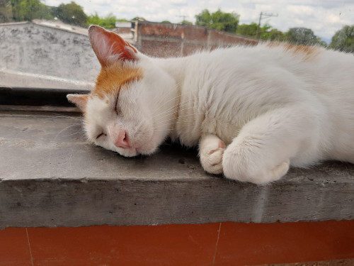 Félix
