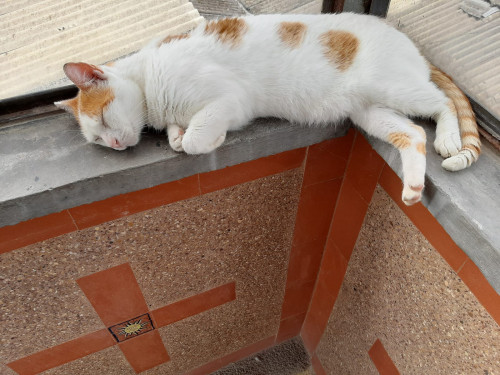 Félix