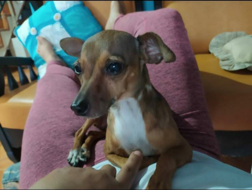 Perla