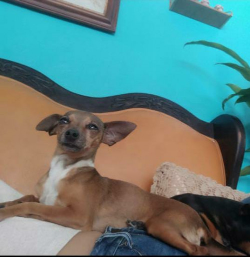 Perla