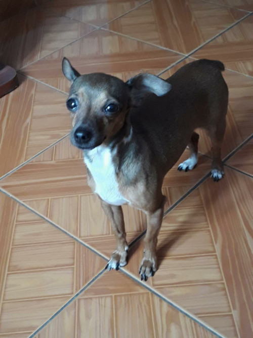 Perla