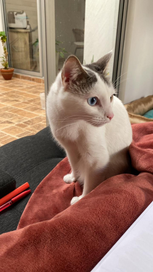 Dulce