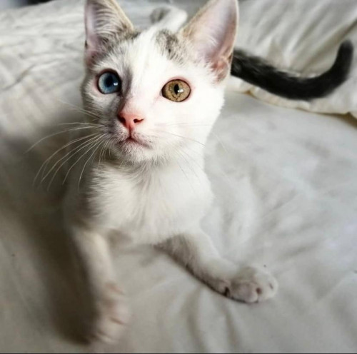 Dulce