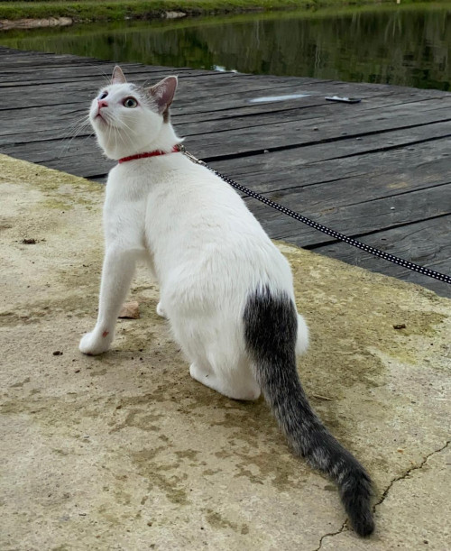 Dulce