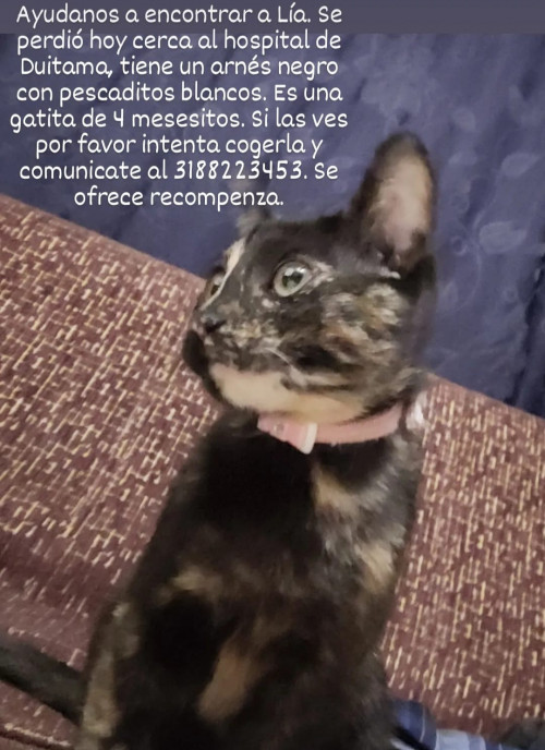 Lía
