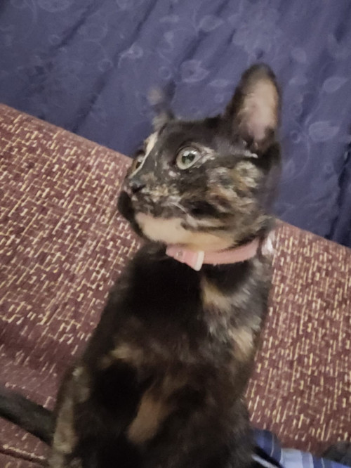 Lía