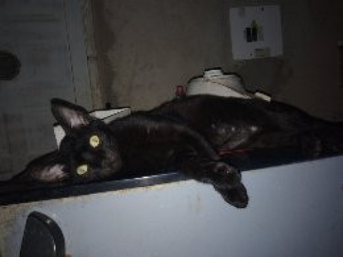 Negro