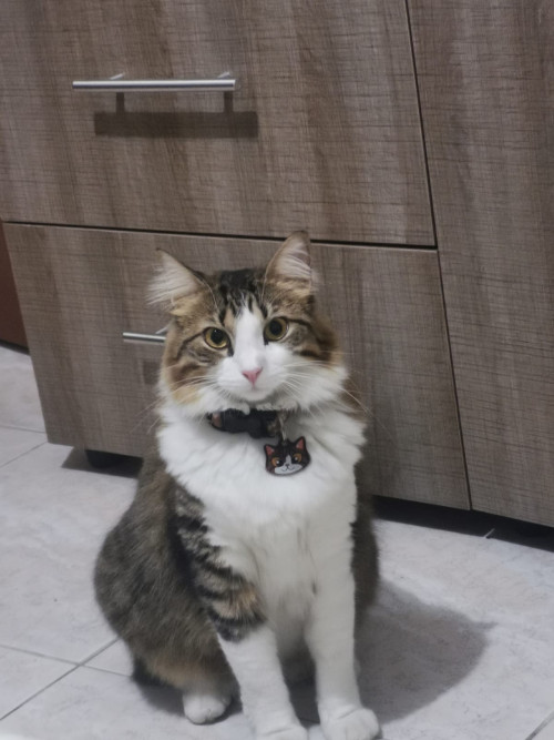 Kitty