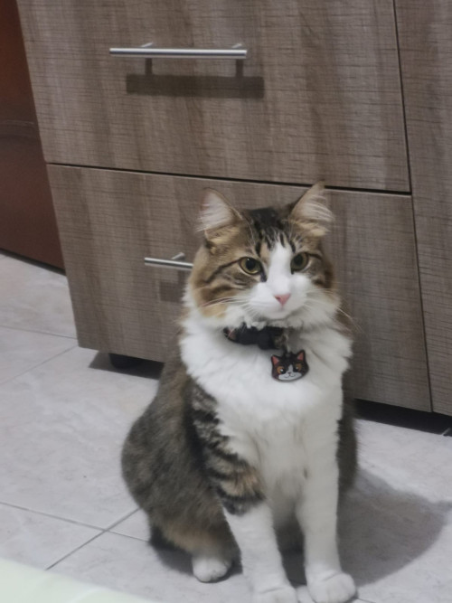 Kitty