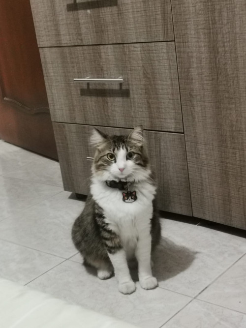 Kitty
