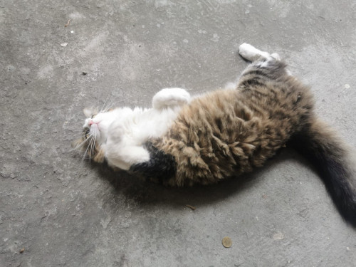 Kitty